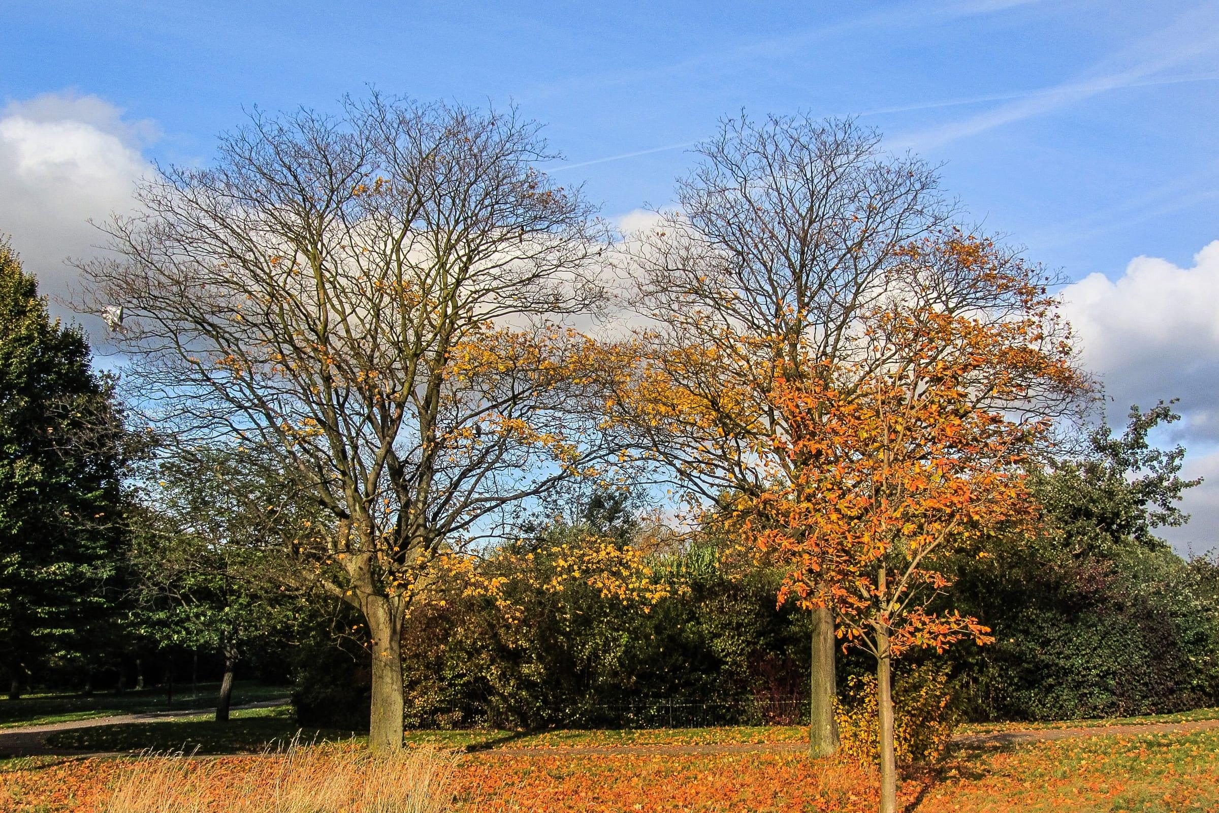 Autumn trees and open lawns in Regent’s Park, London.