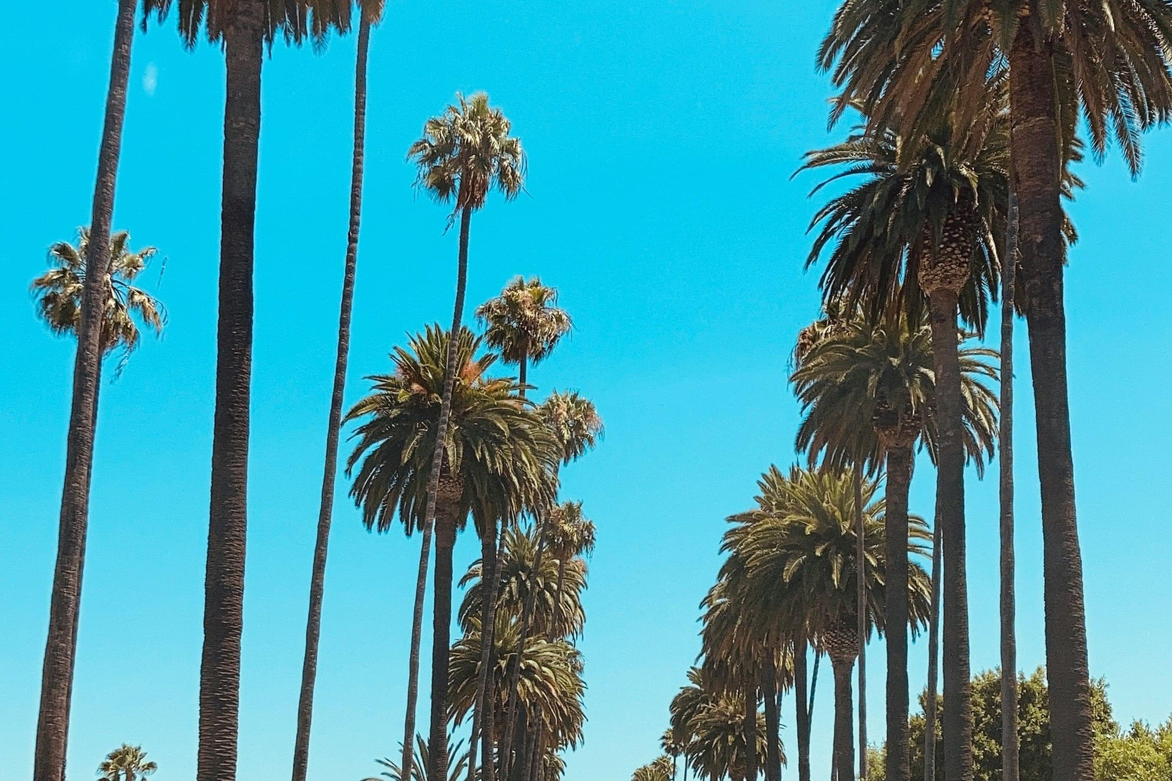 A boulevard lined with tall fan palms under a clear sky.