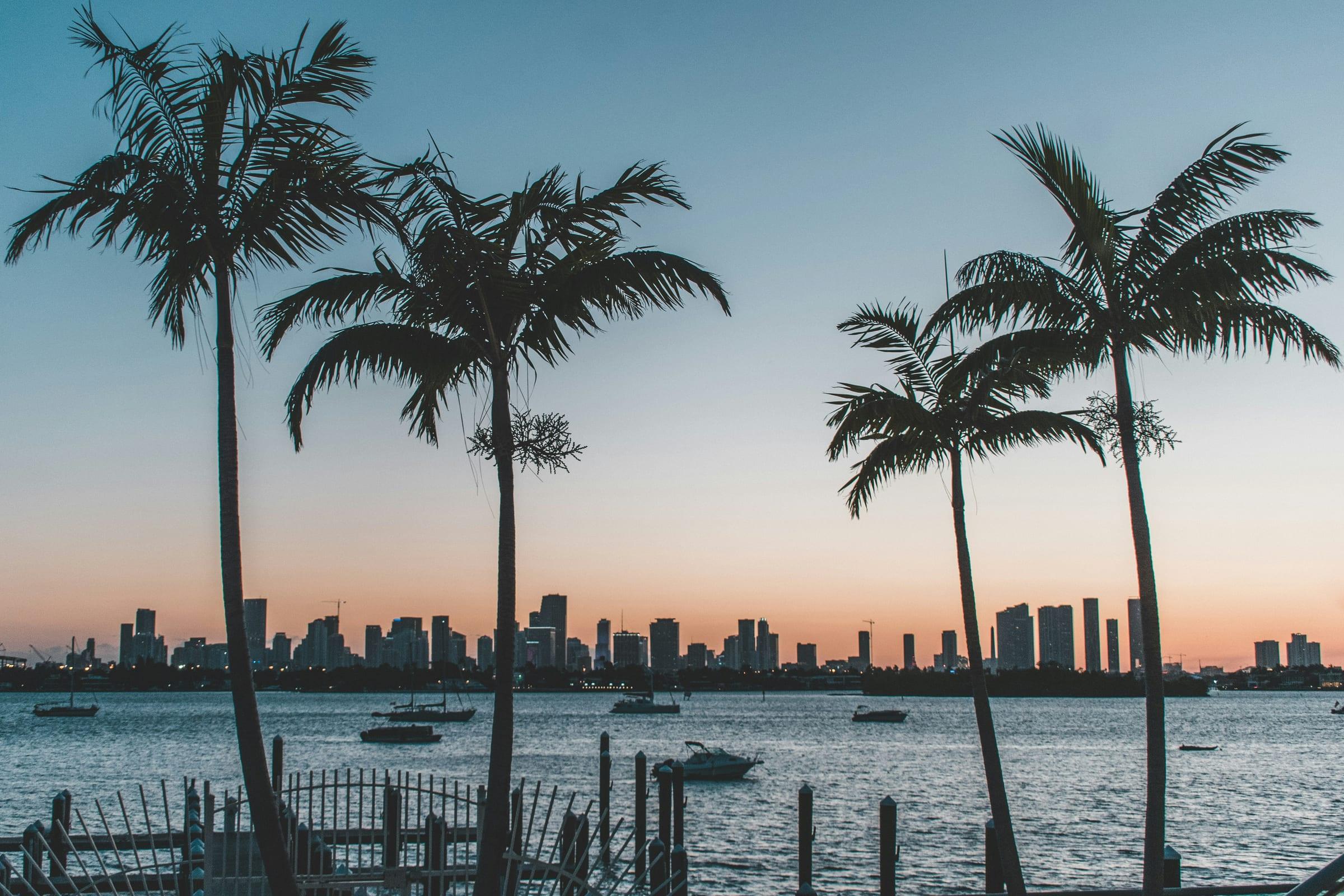 Palms in silhouette above a bay at dusk, a downtown skyline low on the far shore.