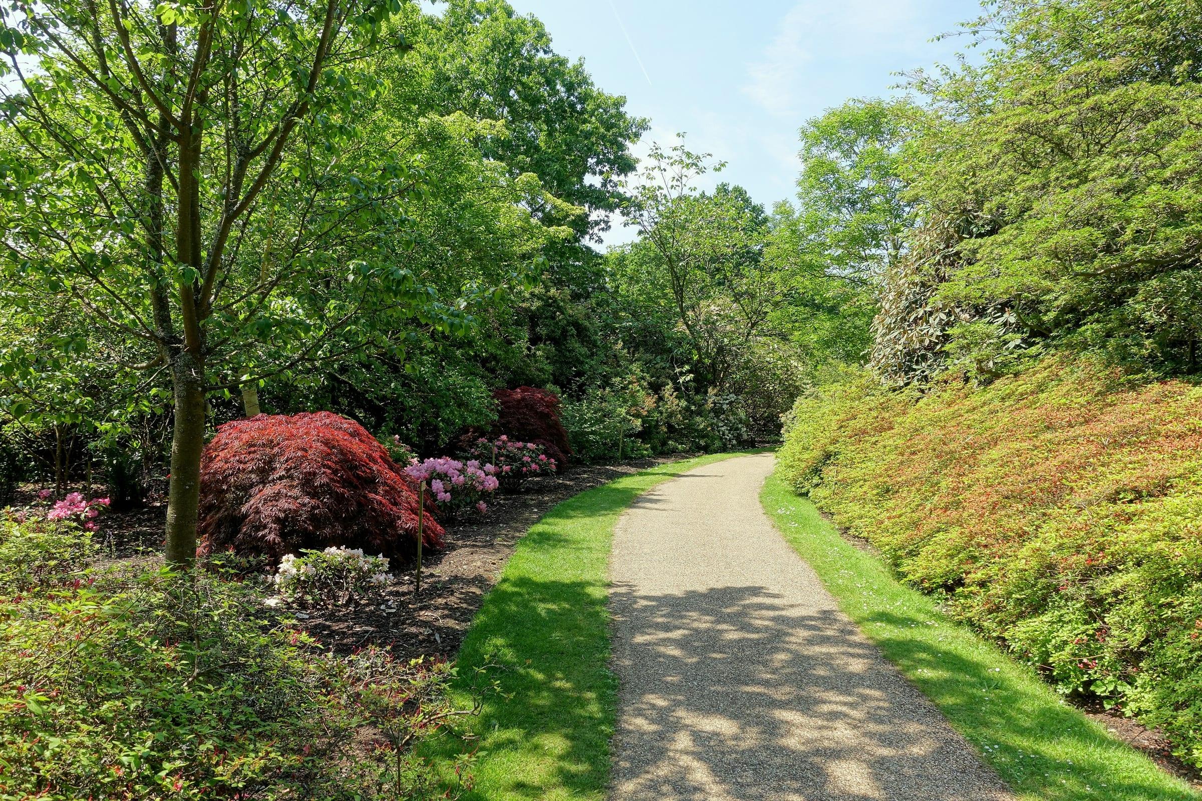 A path through flowering shrubs and mature trees in Windsor Great Park, Berkshire.